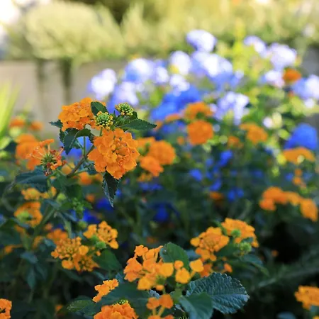 Vanda Land Apartment *